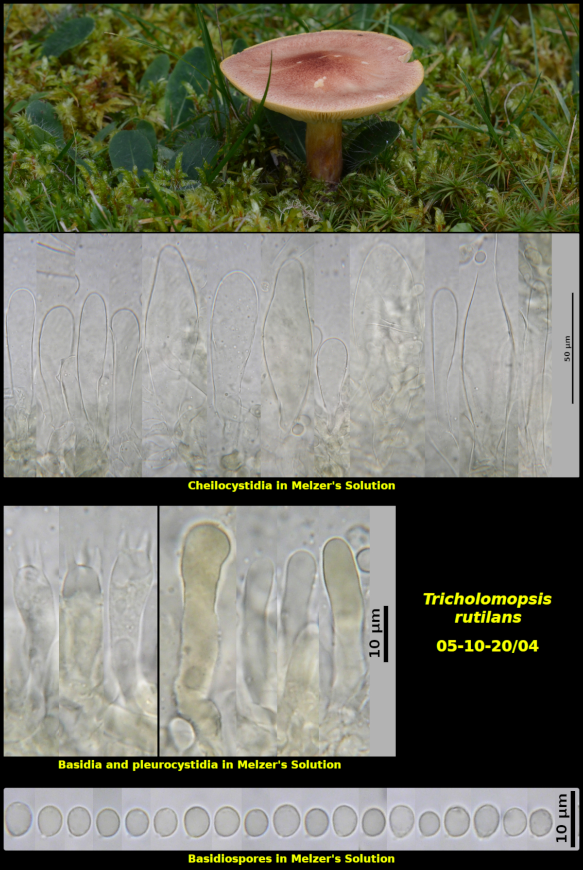 Picture of Tricholomopsis_rutilans 05-10-20/04